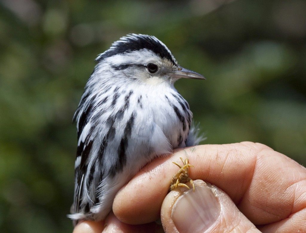 Partnership Seeks Volunteers for Breeding Bird Survey Work Along Little Tennessee River