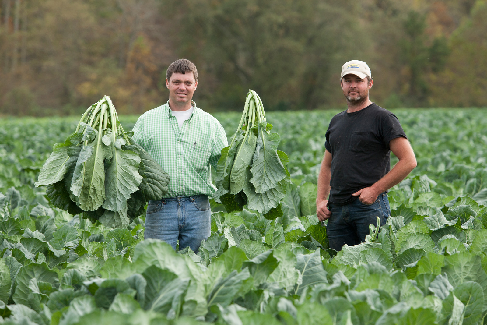 Davis Brothers Farms