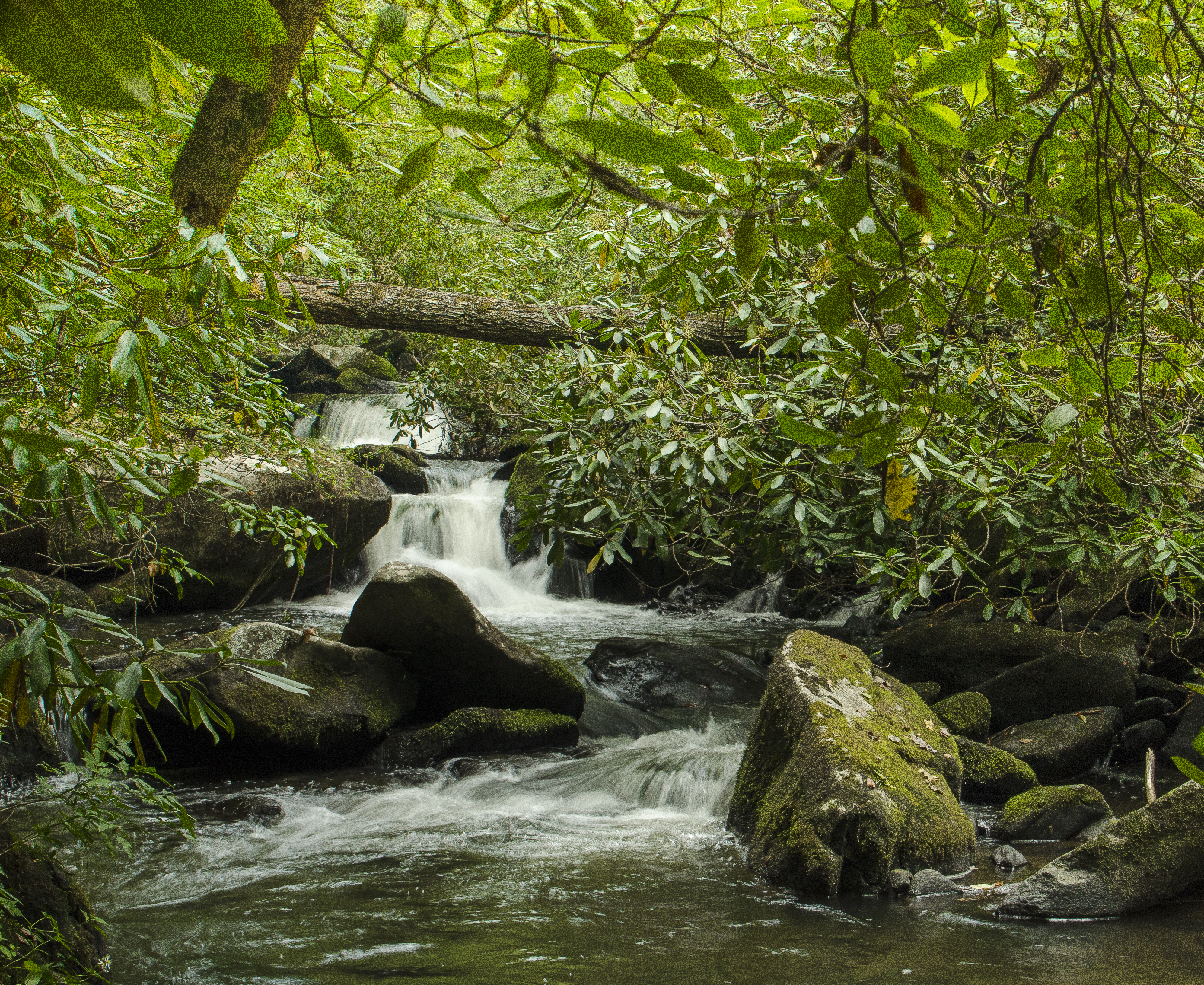 Sylva Couple Donates Land to National Wild Turkey Federation