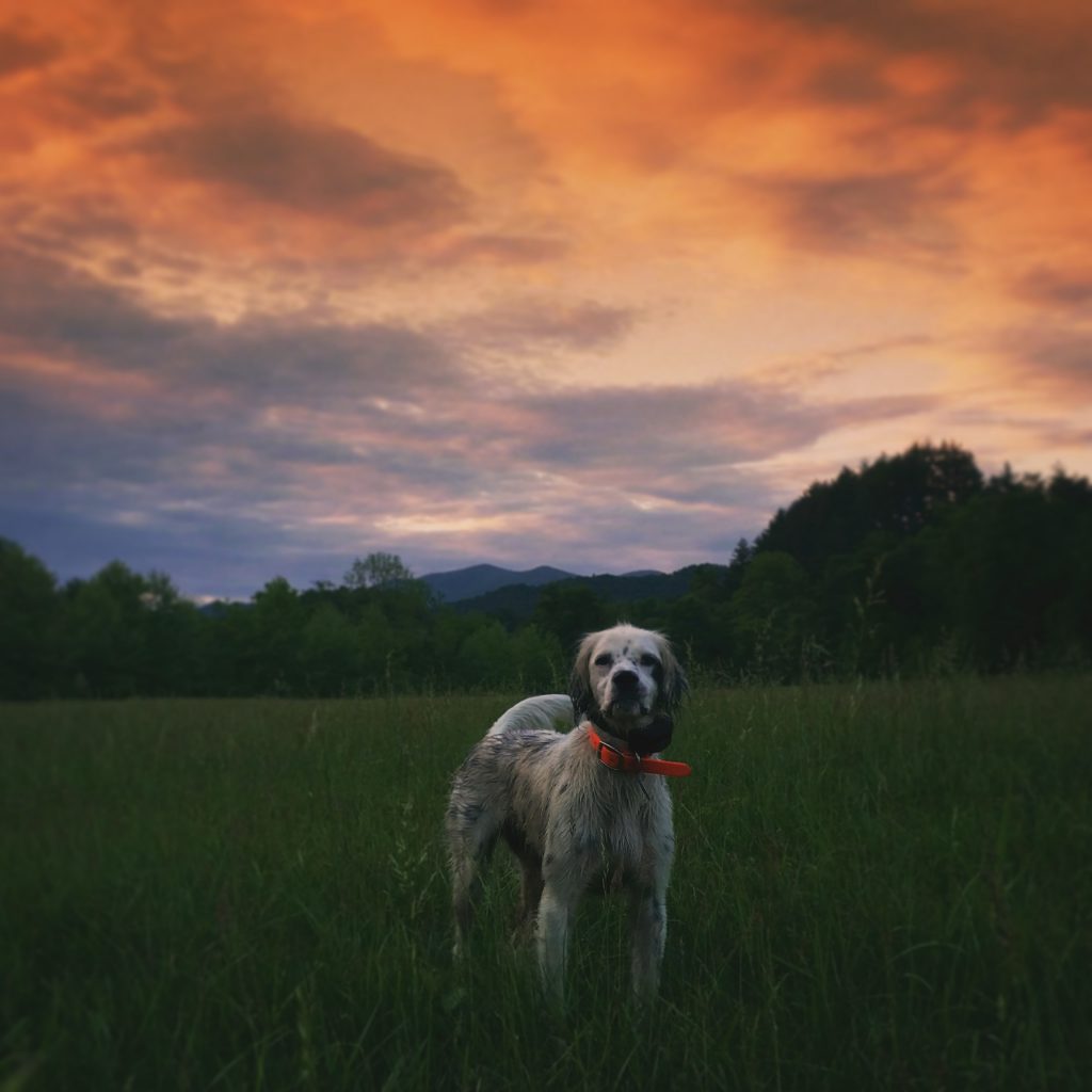 2016 Mainspring Conservation Trust Photo Contest