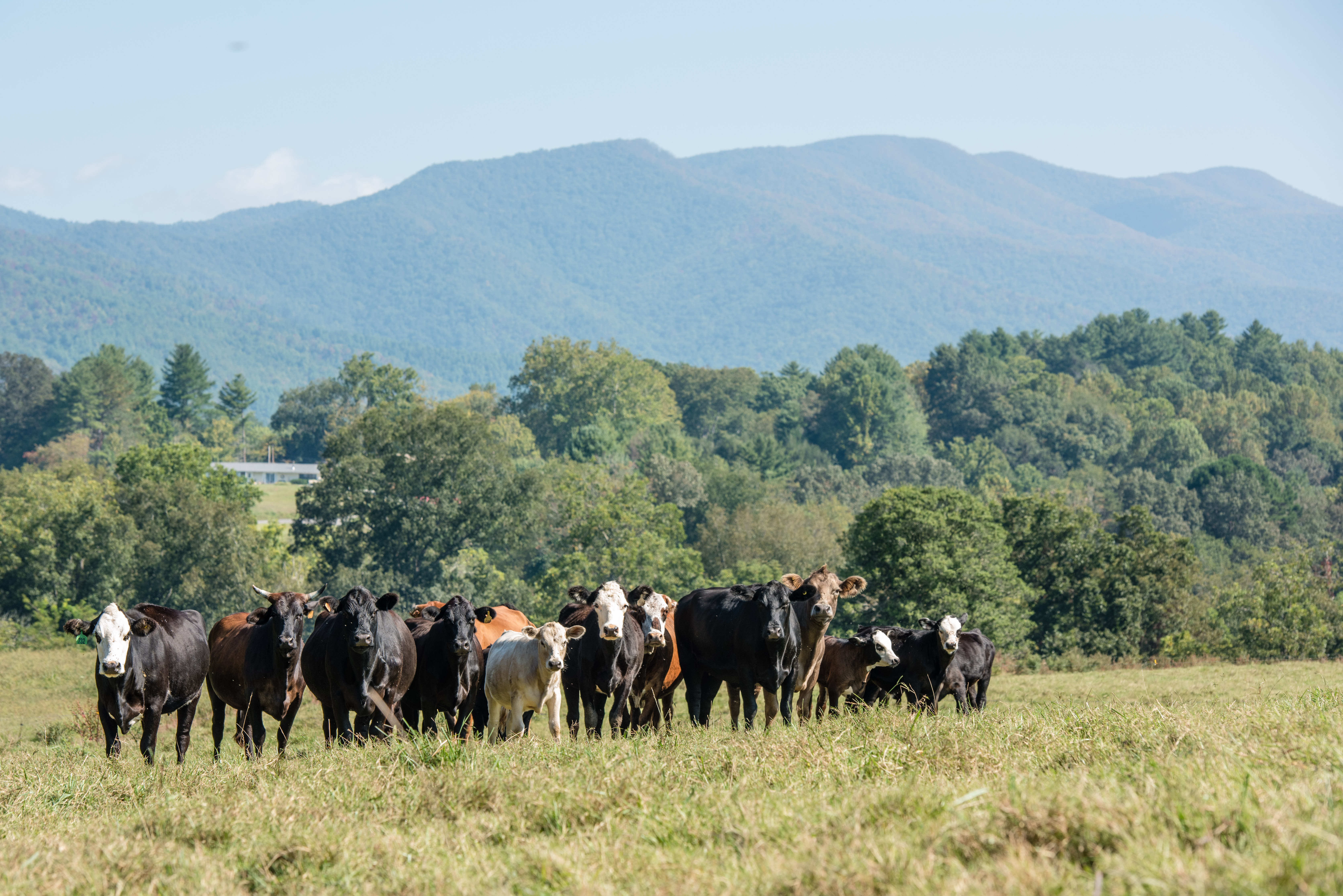 Hayesville Family Conserves Farm