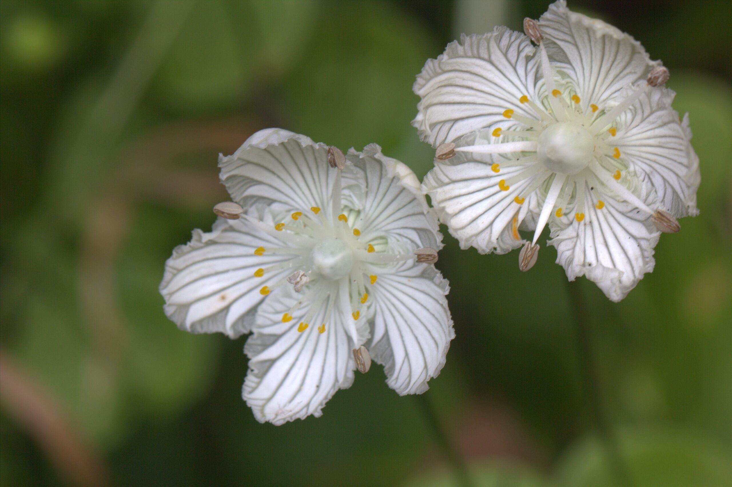 Clay County Couple Protects Property and Donates Life Estate