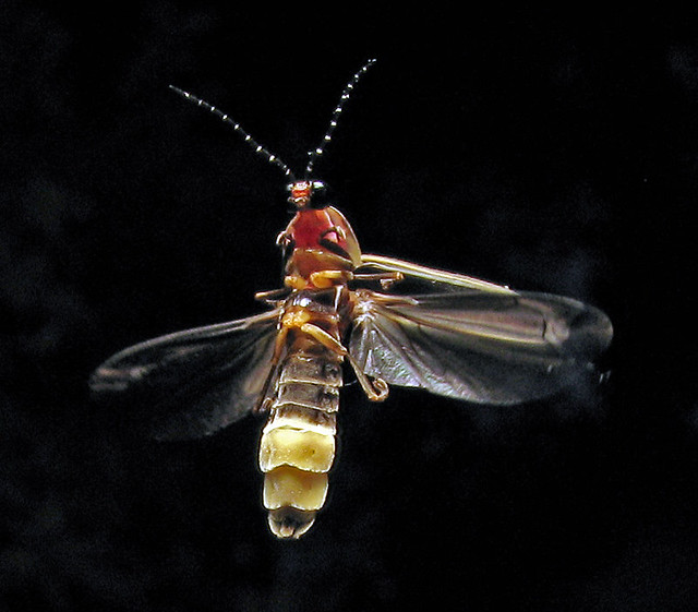 Firefly Frolic, Hayesville