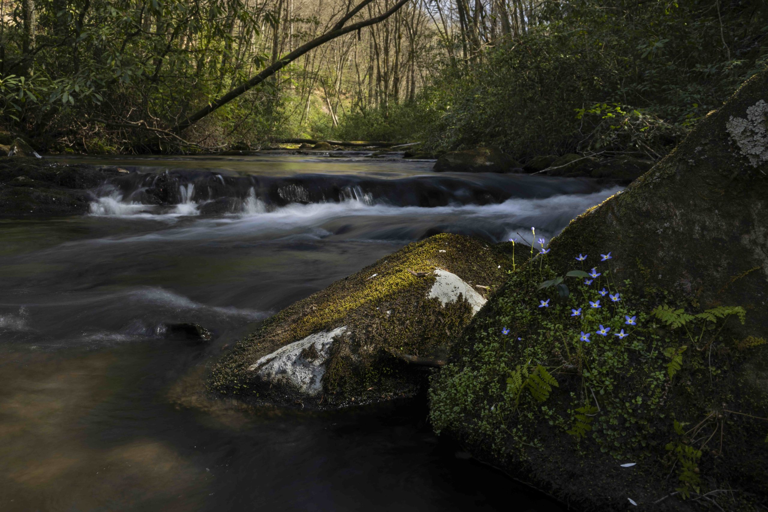 Mainspring and OSI Save More than 4,400 Acres Across the Snowbird, Unicoi and Cheoah Mountain Ranges